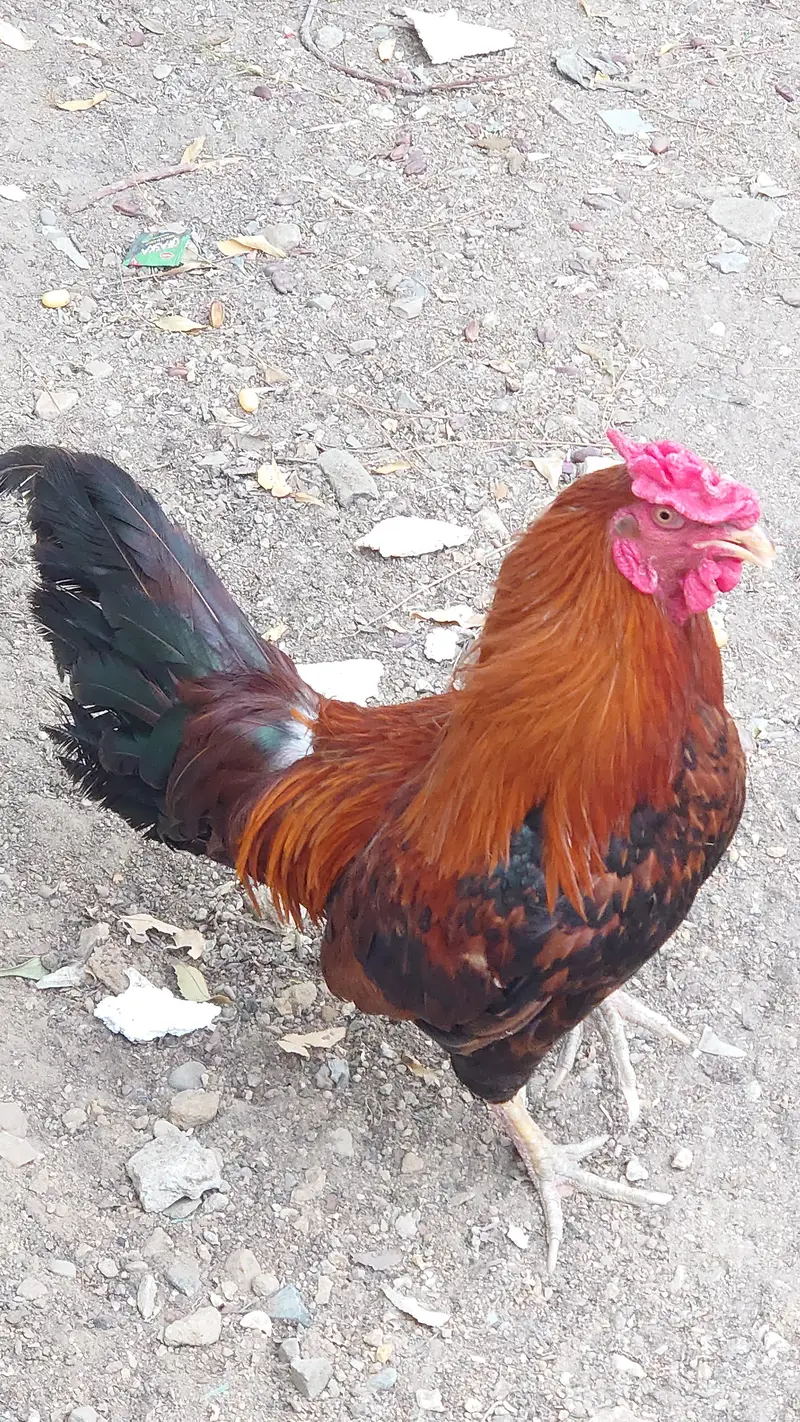 Sindhi Roosters And Hen — photo 4