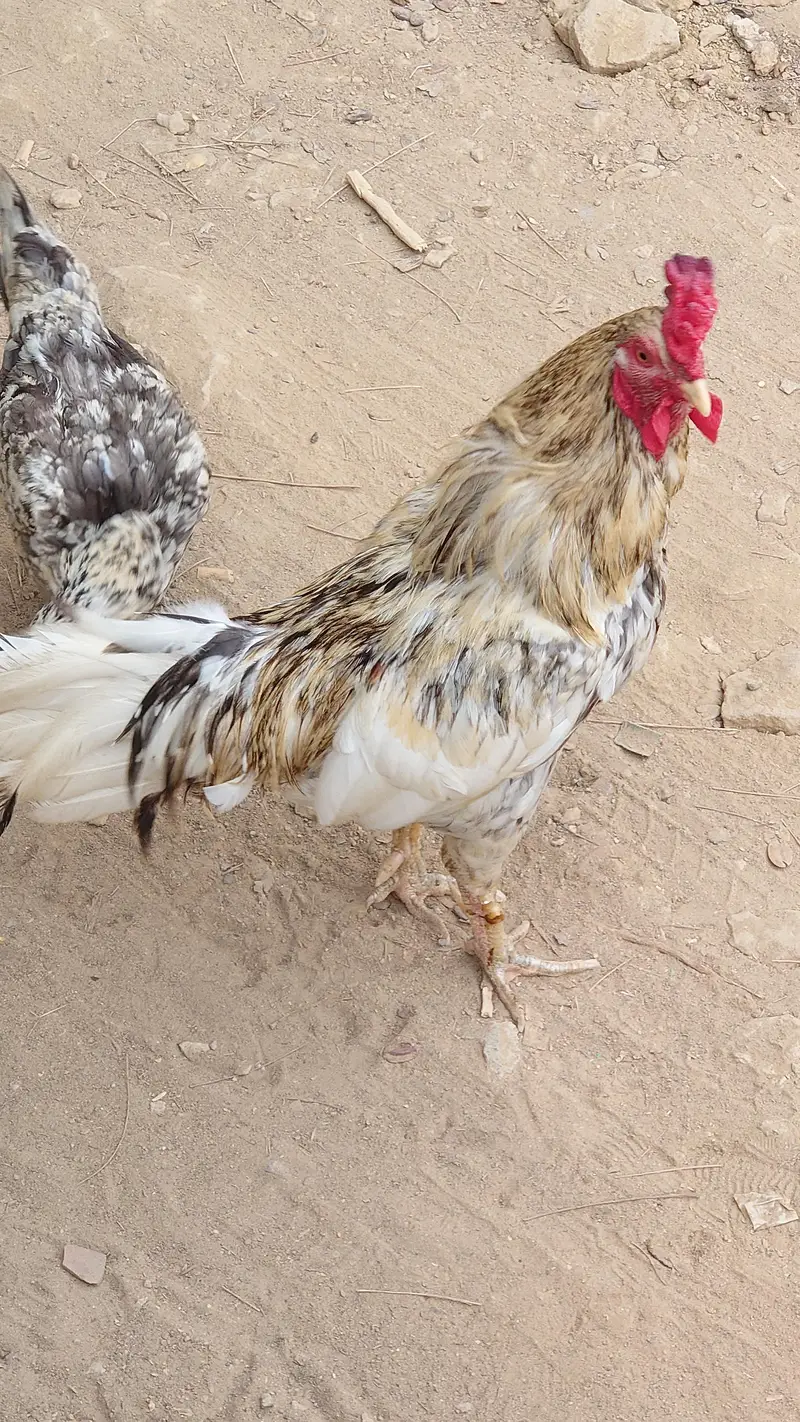 Sindhi Roosters And Hen — photo 5