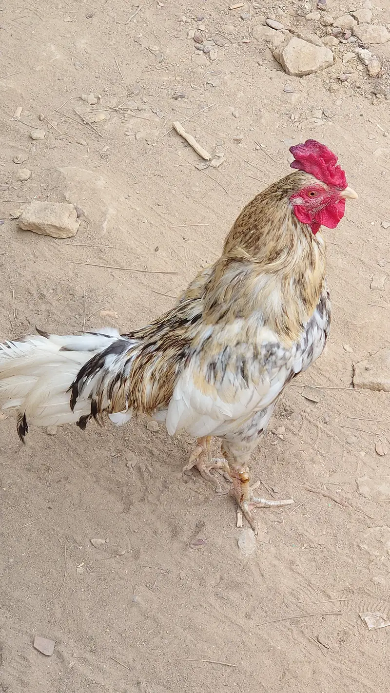 Sindhi Roosters And Hen — photo 6