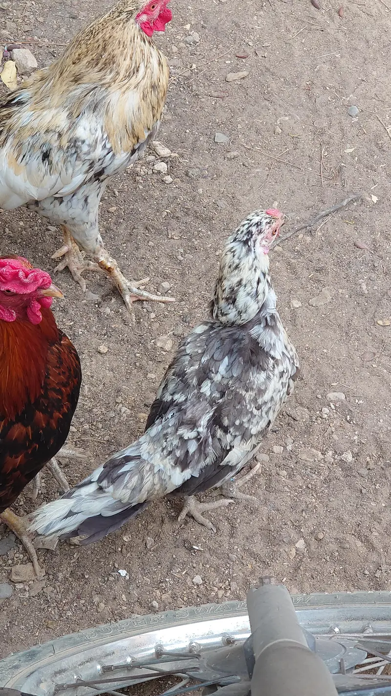 Sindhi Roosters And Hen — photo 7