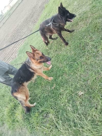 dogs 