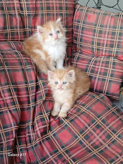 punch face kittens
