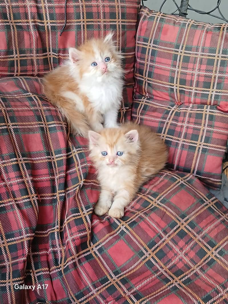 punch face kittens 0