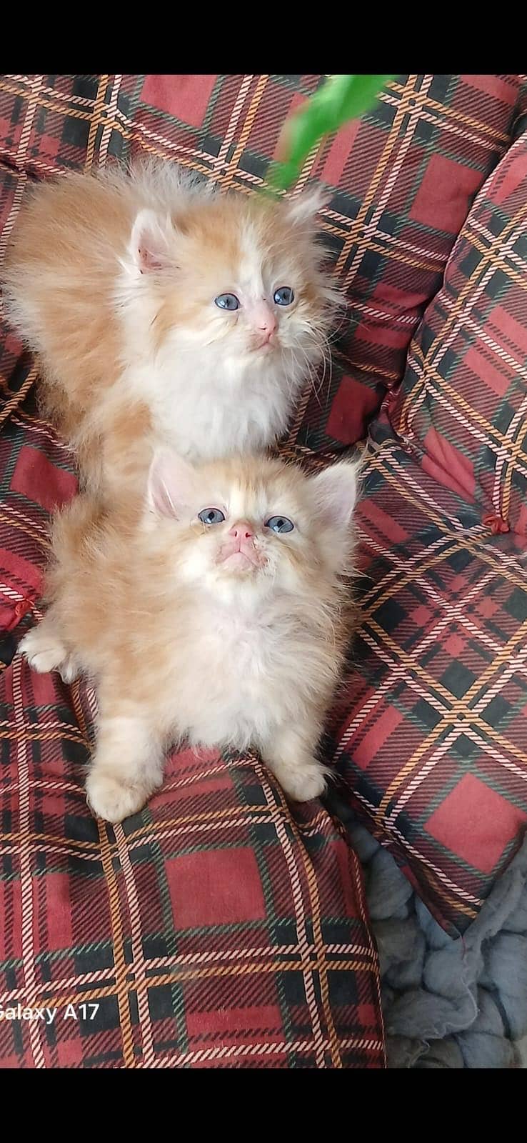 punch face kittens 1