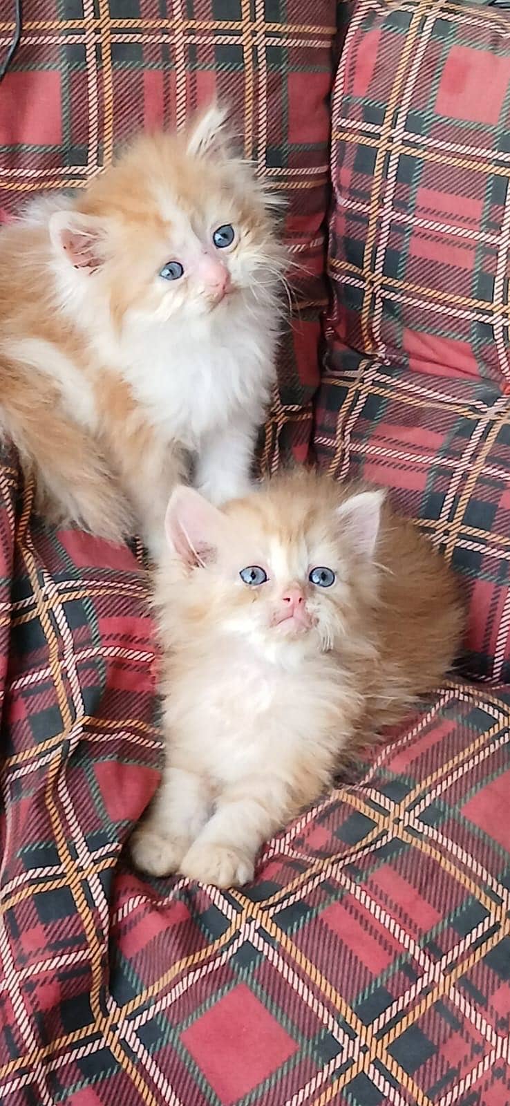 punch face kittens 2