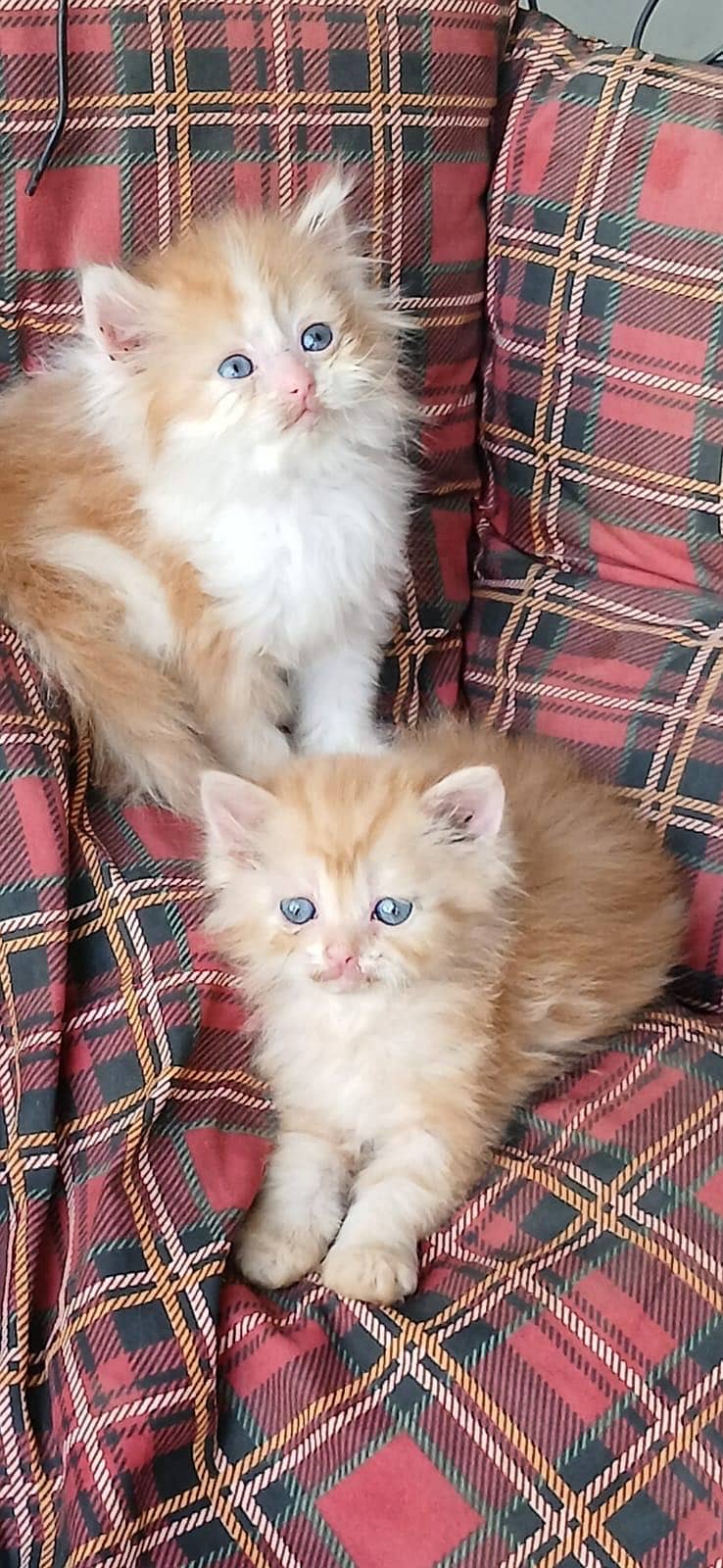 punch face kittens 3