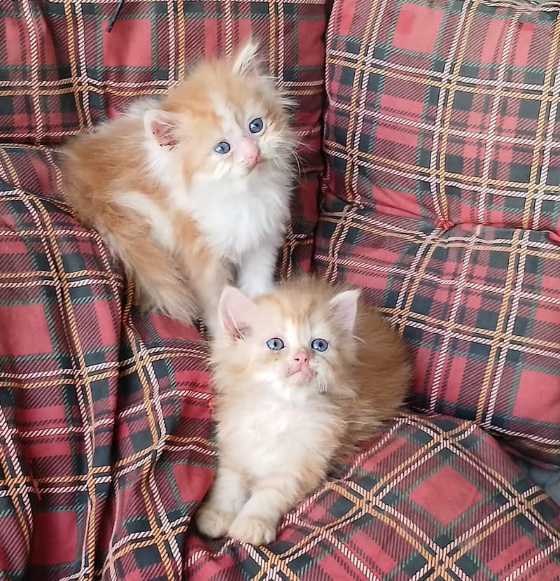 punch face kittens 4