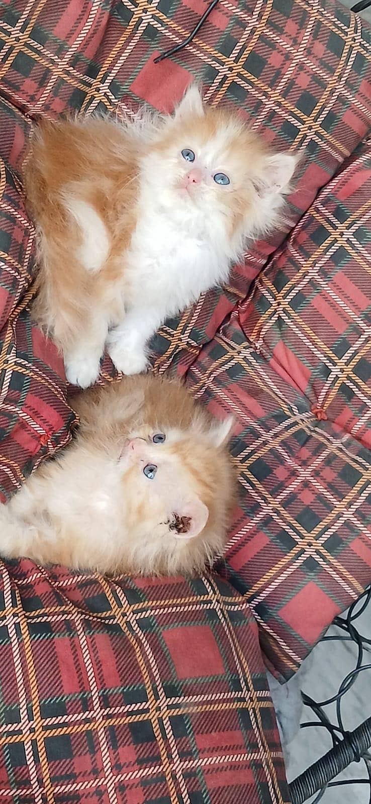 punch face kittens 5