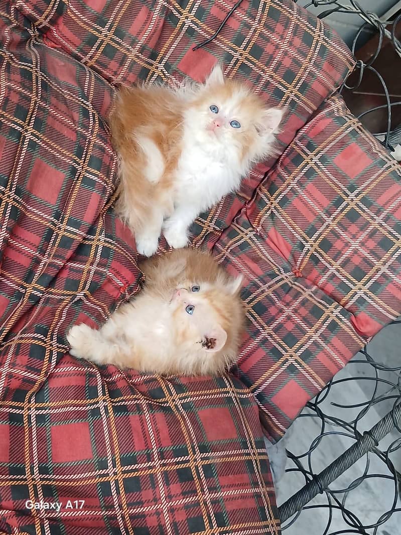punch face kittens 6