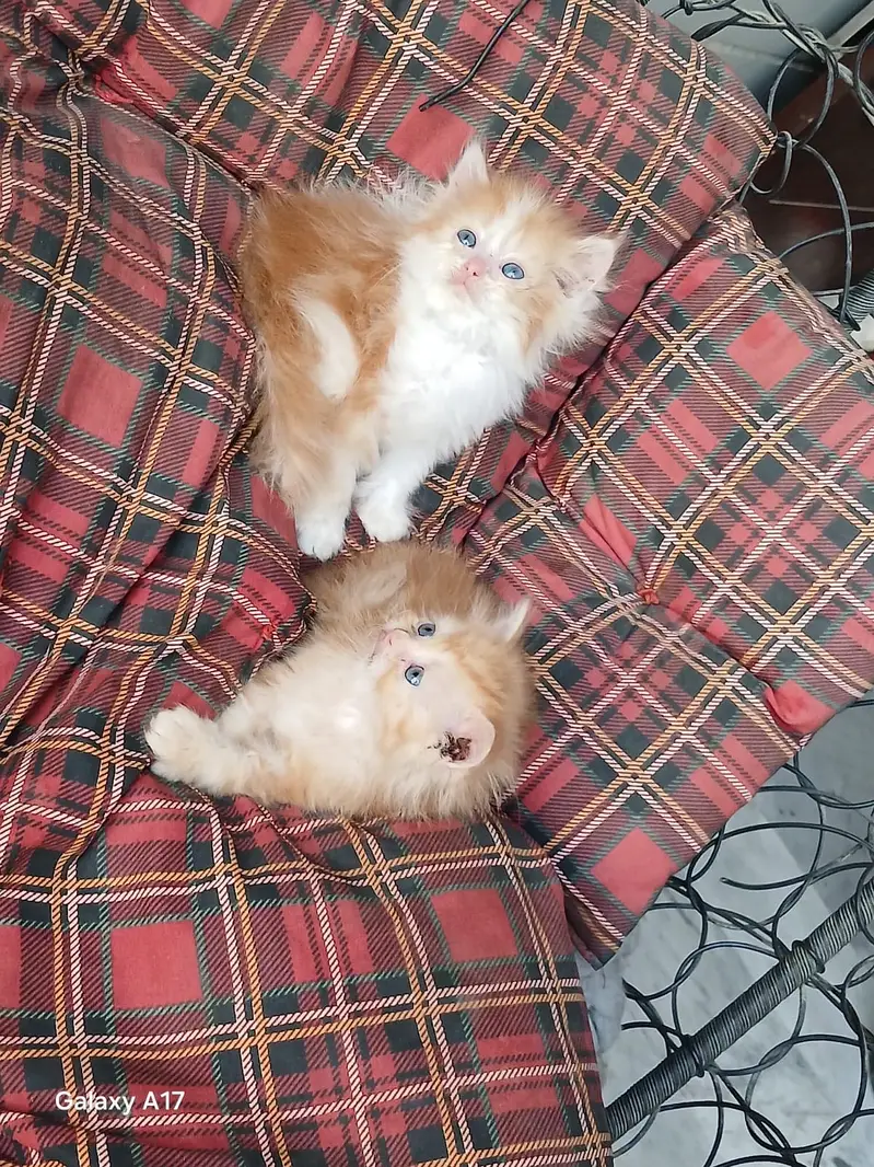 punch face kittens — photo 7