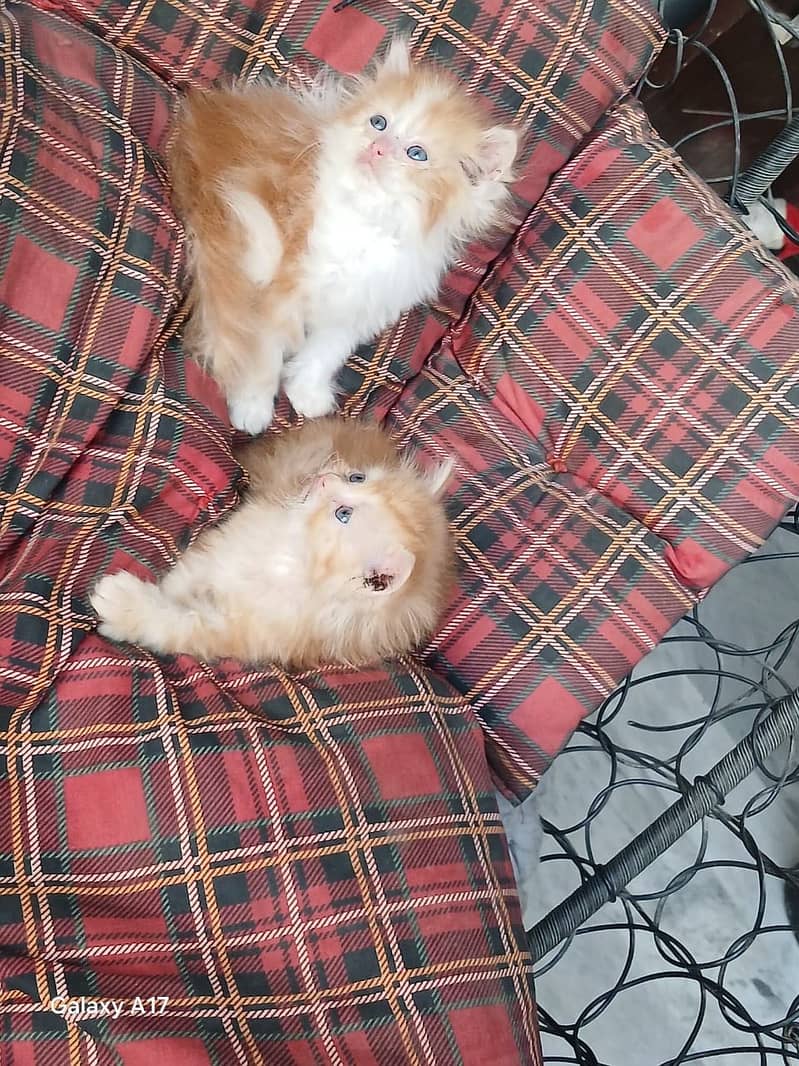 punch face kittens 7