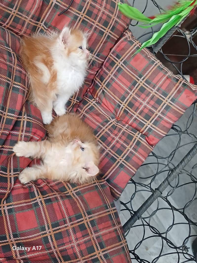 punch face kittens 8