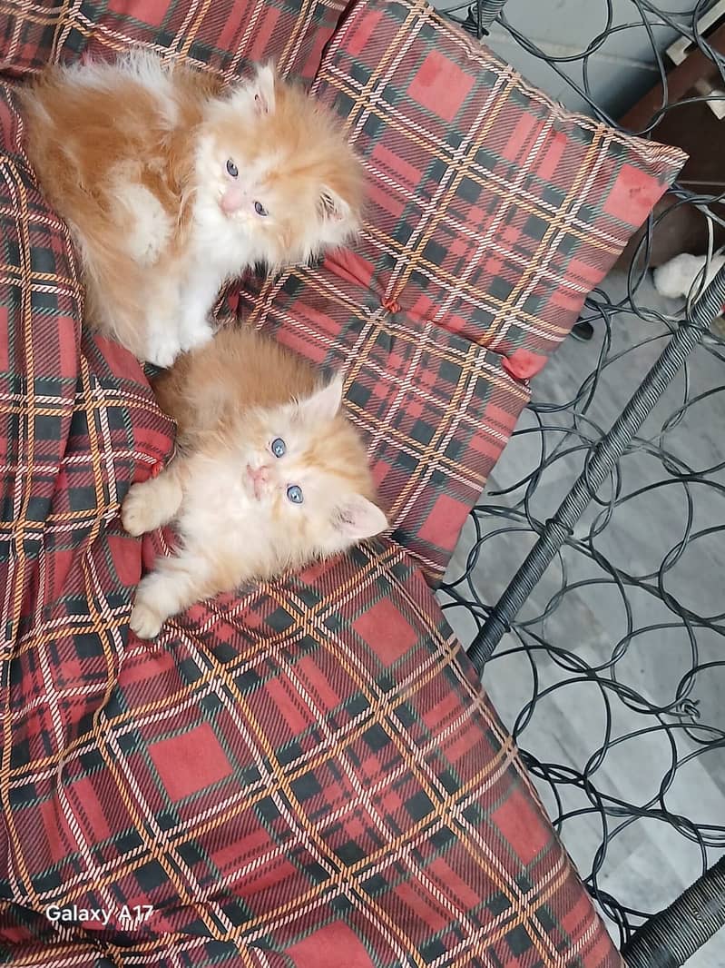 punch face kittens 9