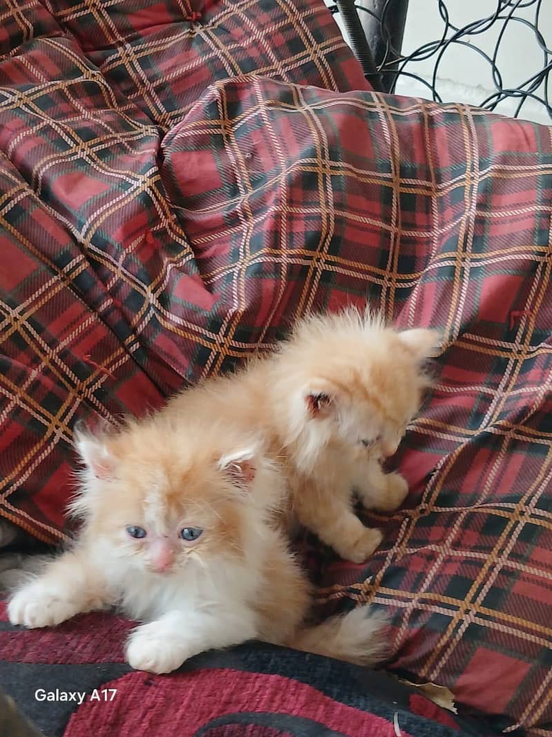 punch face kittens 10