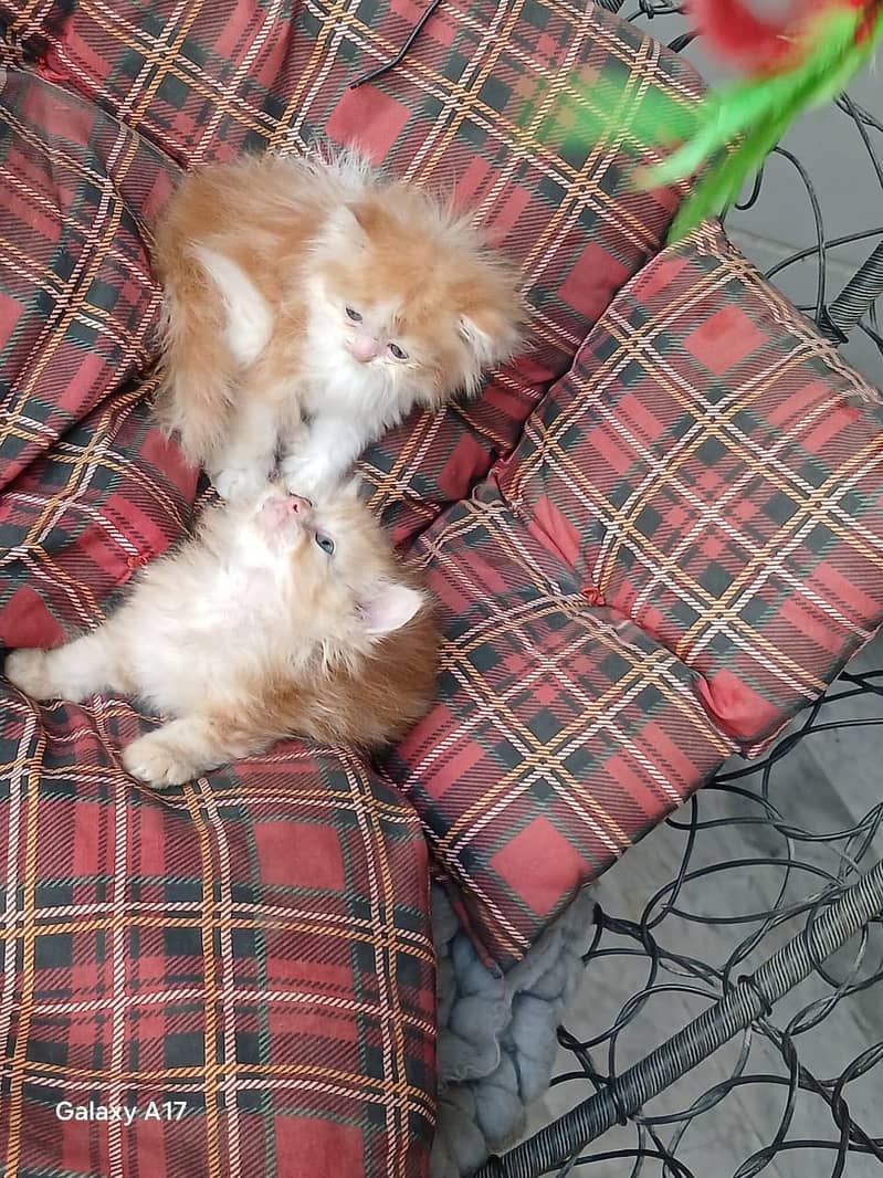punch face kittens 11