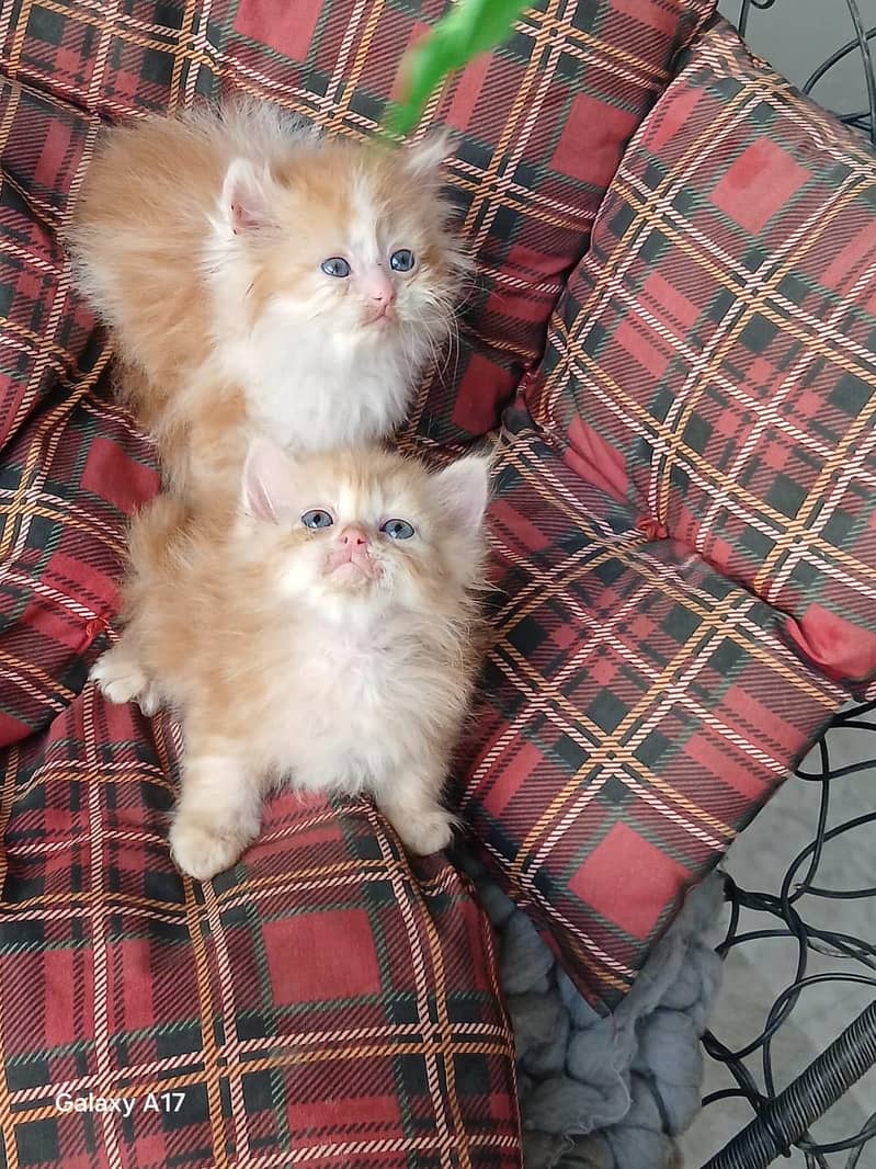 punch face kittens 12