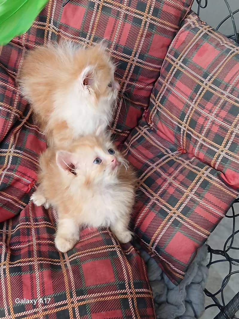 punch face kittens 13