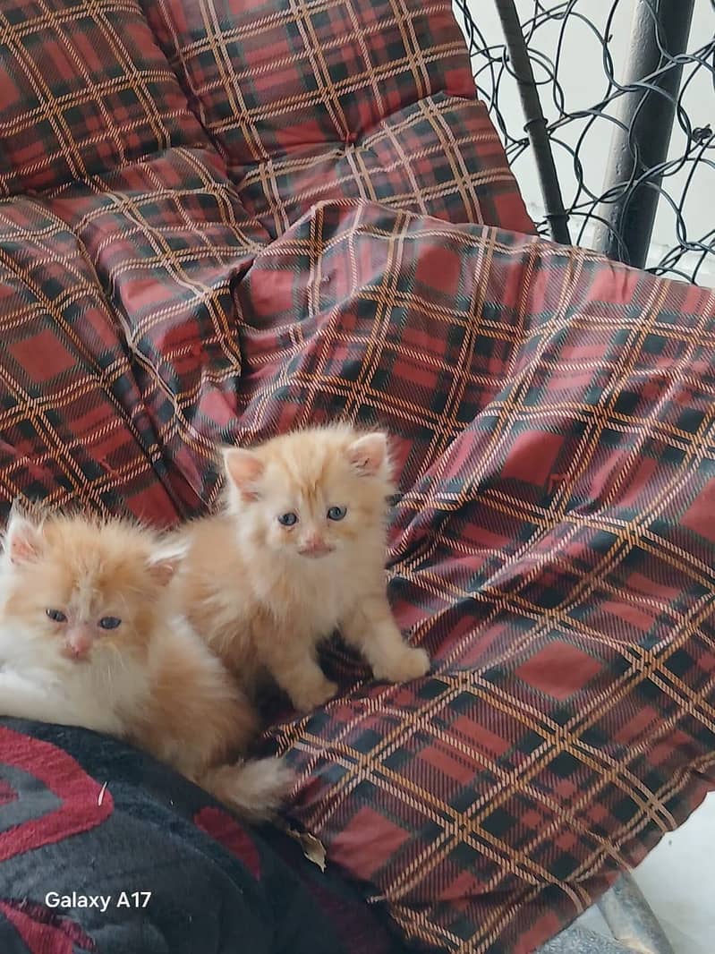 punch face kittens 14