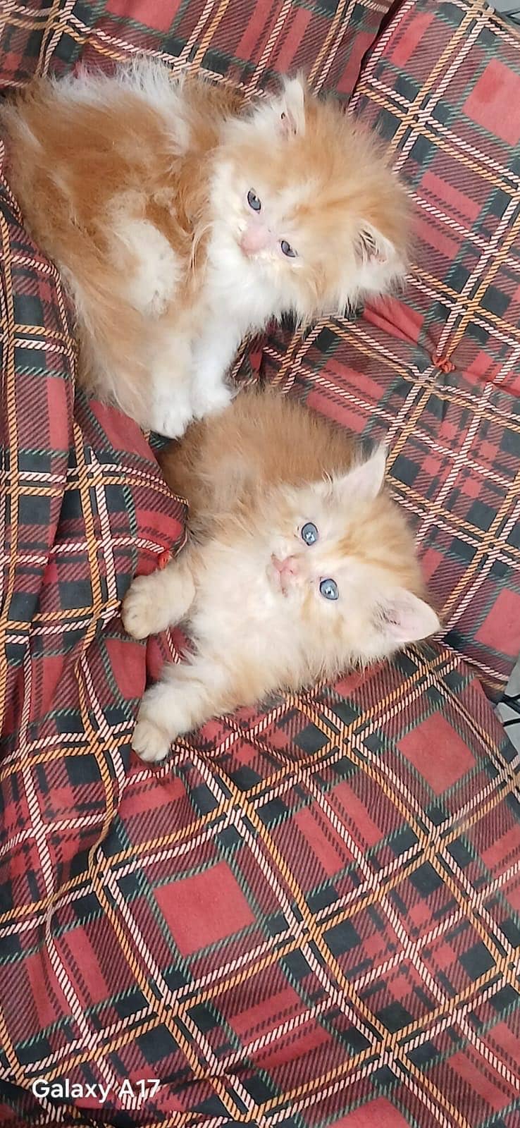 punch face kittens 15