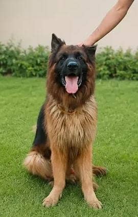 German shepherd