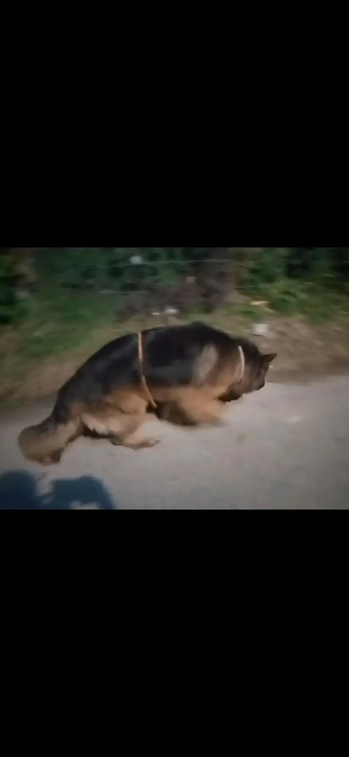 German shepherd — photo 2