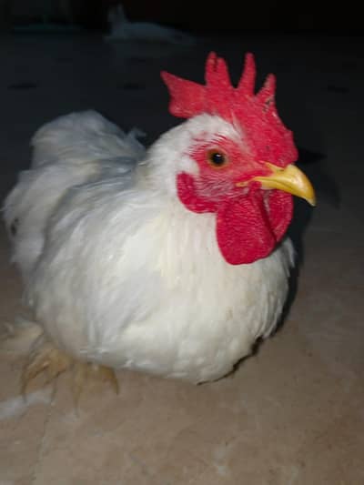 Bantam Male for Sale