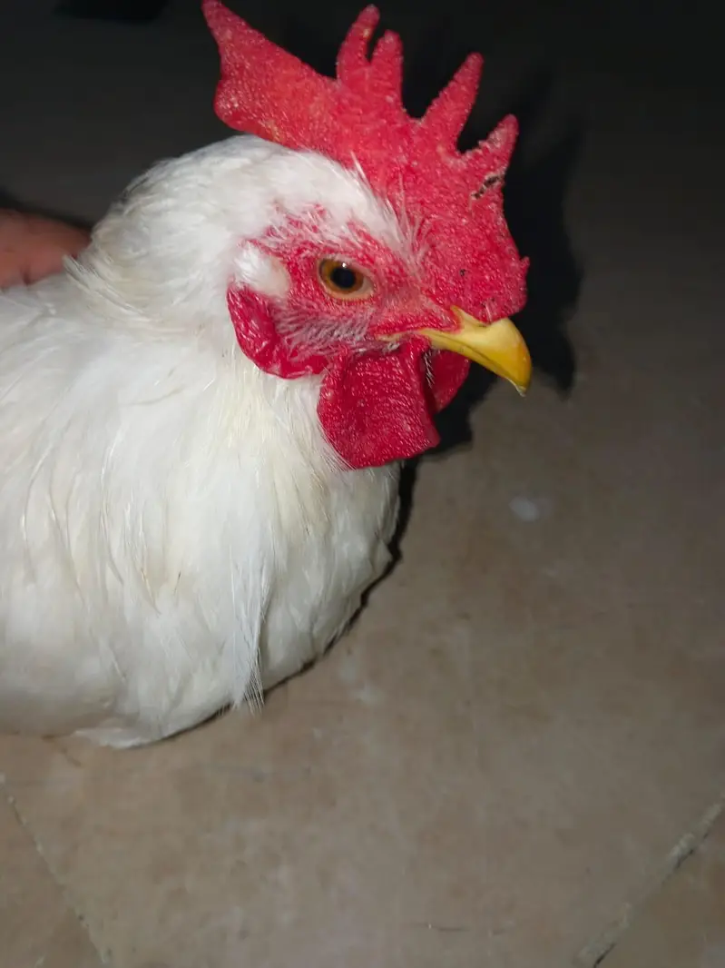 Bantam Male for Sale — photo 2