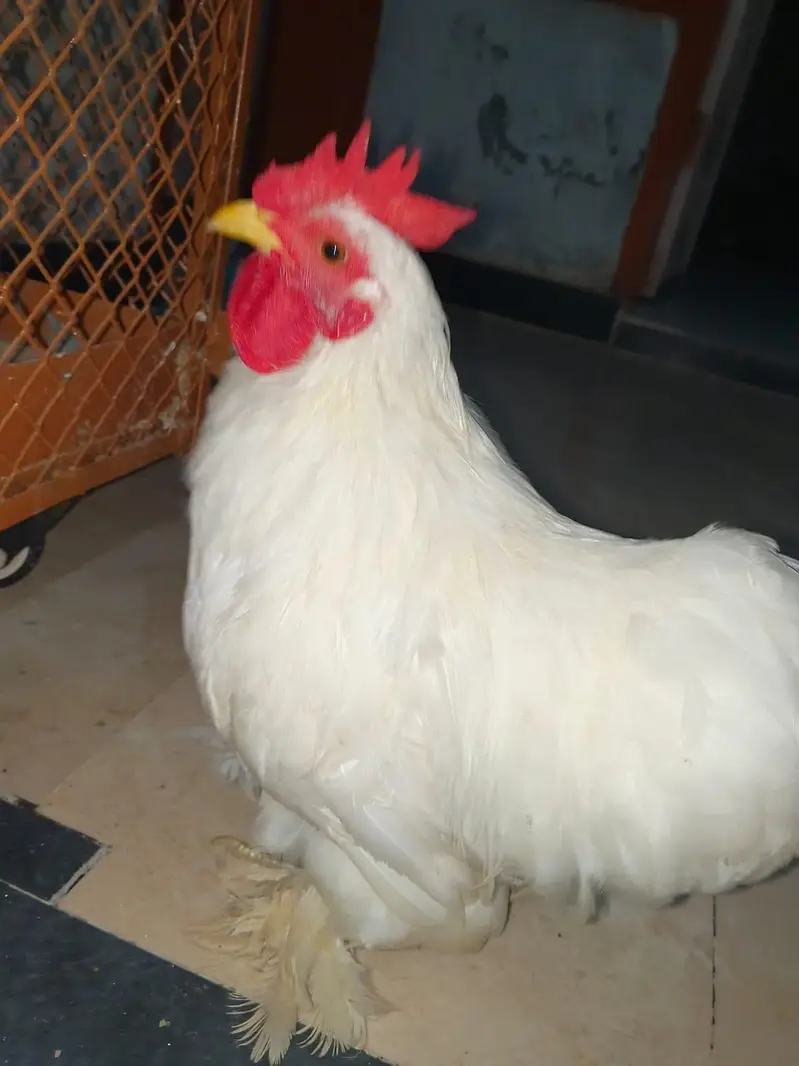 Bantam Male for Sale — photo 3