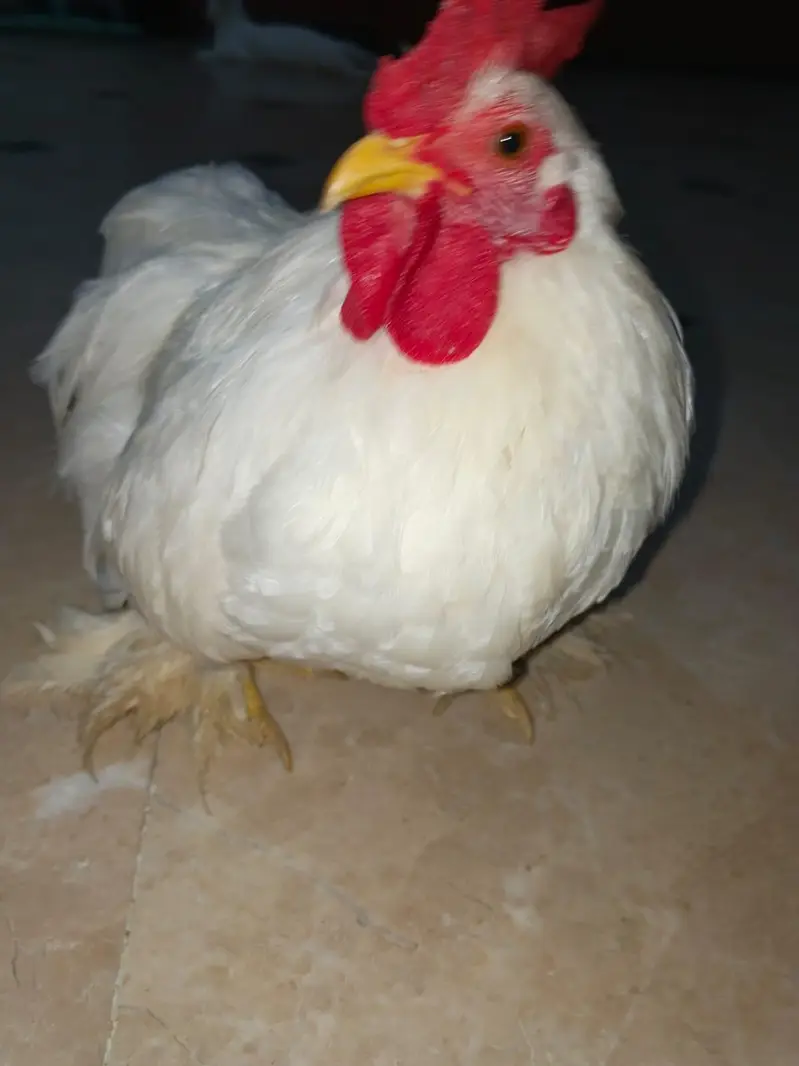 Bantam Male for Sale — photo 4