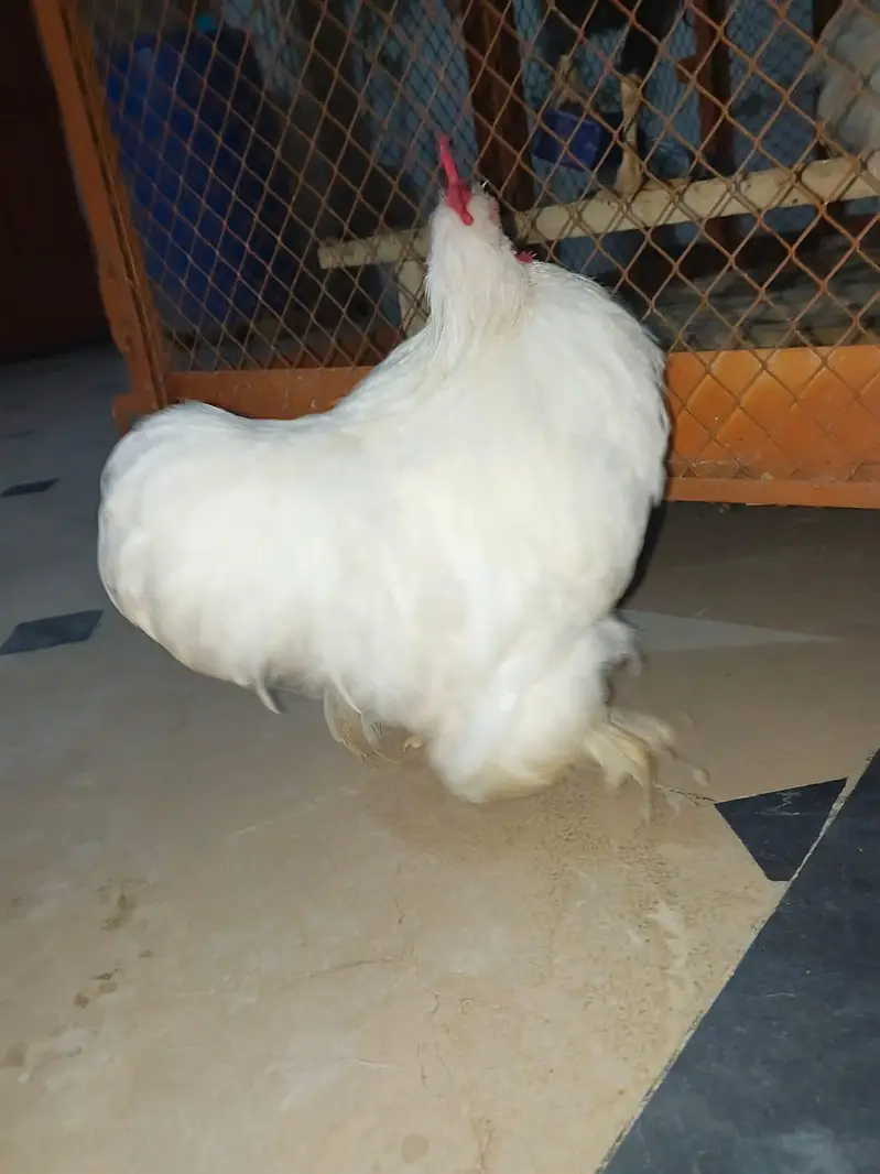 Bantam Male for Sale — photo 5
