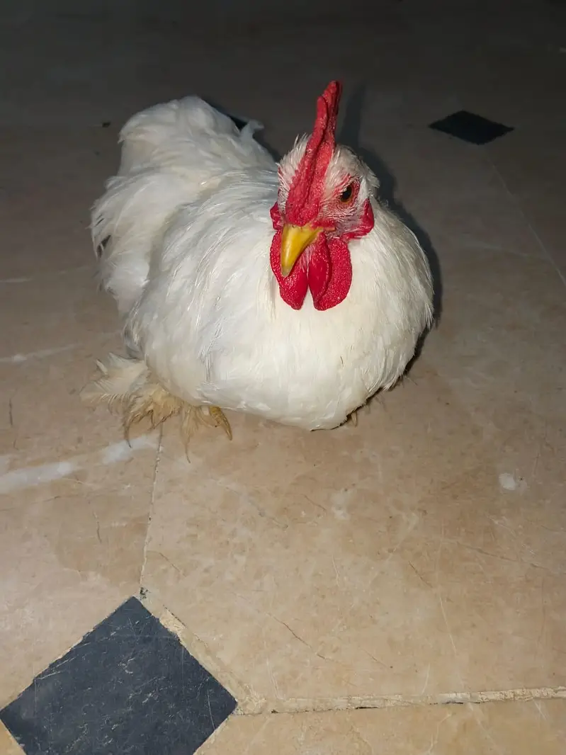 Bantam Male for Sale — photo 6