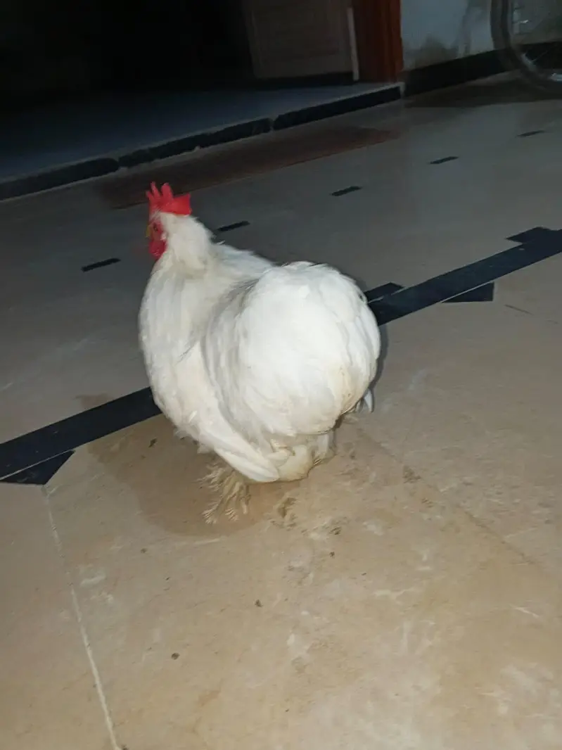 Bantam Male for Sale — photo 7