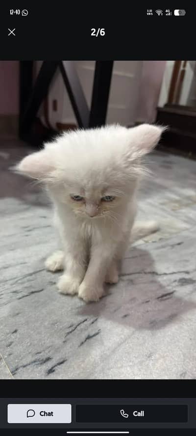 white Persian kittens for sale whatsapp number 03220172500/03187424973