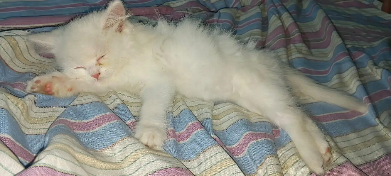 white Persian kittens for sale whatsapp number 03220172500/03187424973 — photo 2