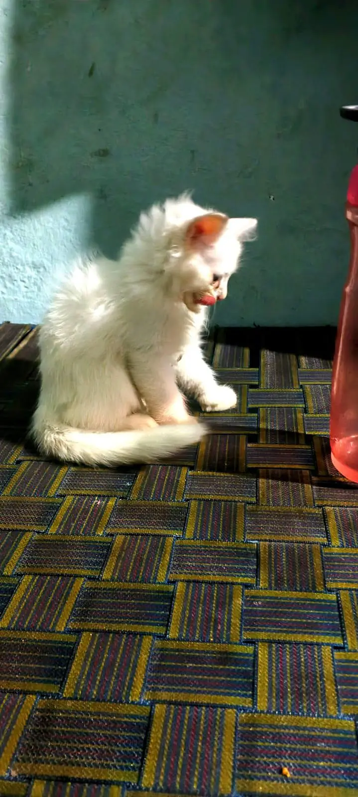 white Persian kittens for sale whatsapp number 03220172500/03187424973 — photo 3
