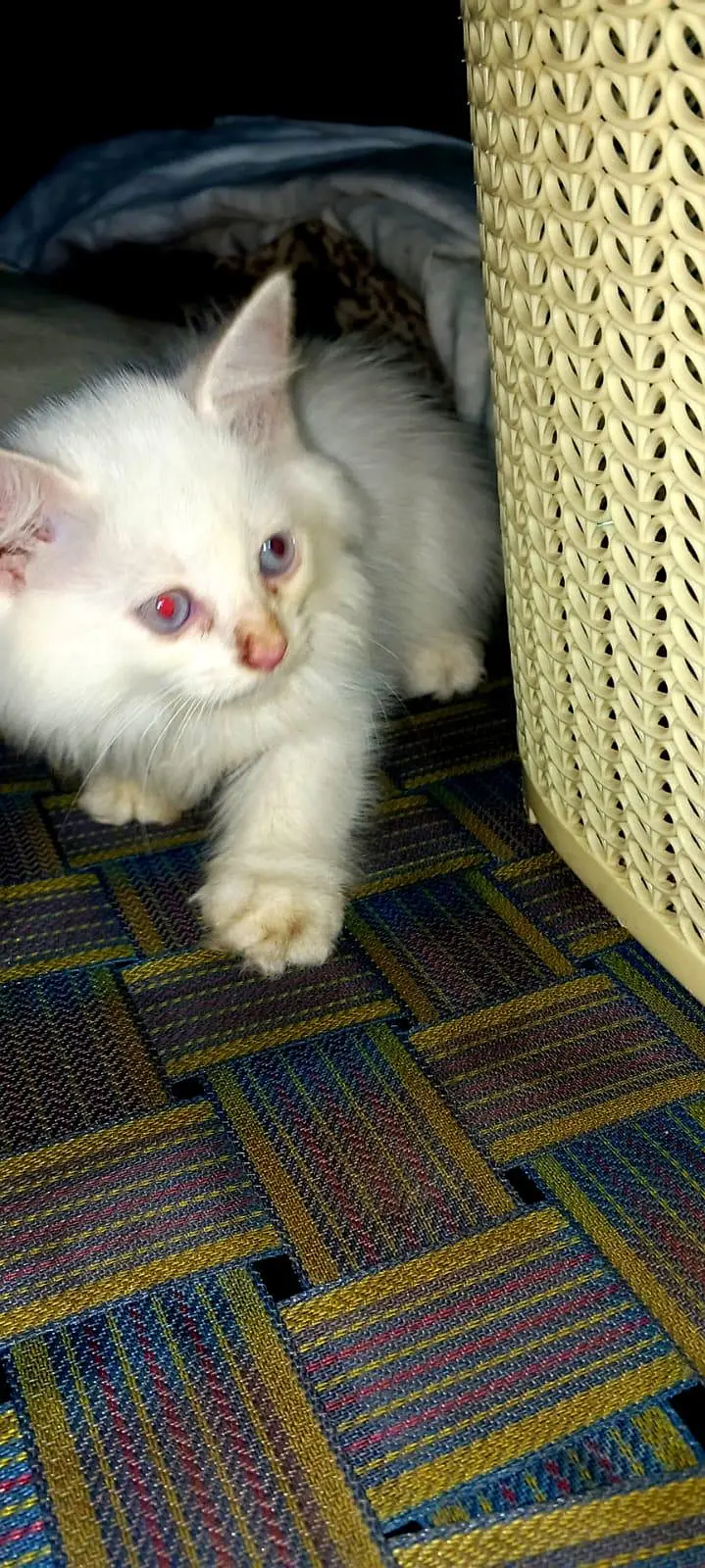 white Persian kittens for sale whatsapp number 03220172500/03187424973 — photo 4
