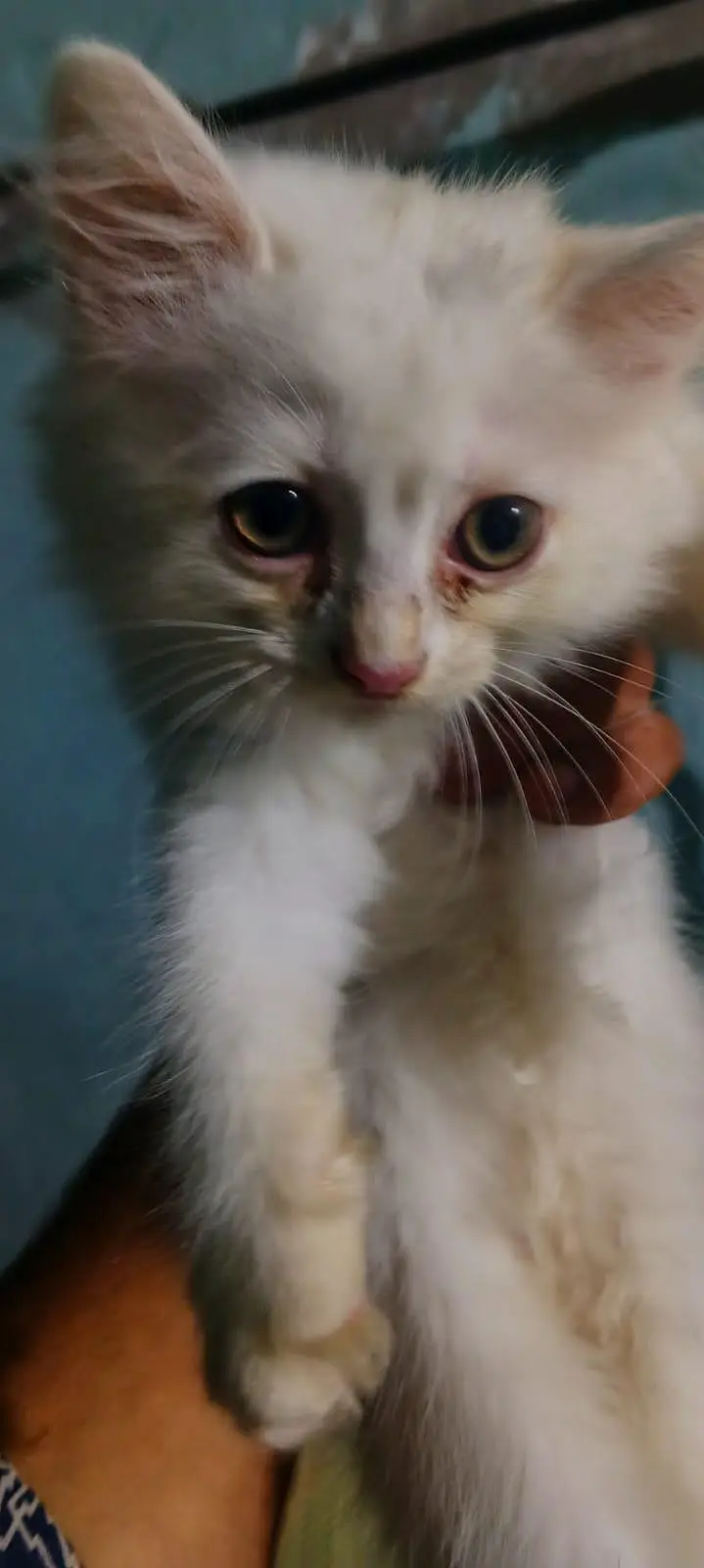 white Persian kittens for sale whatsapp number 03220172500/03187424973 — photo 5