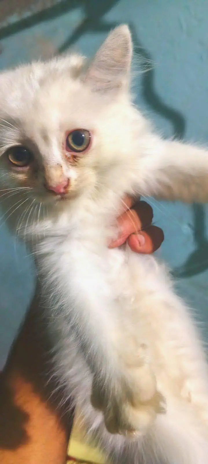 white Persian kittens for sale whatsapp number 03220172500/03187424973 — photo 7