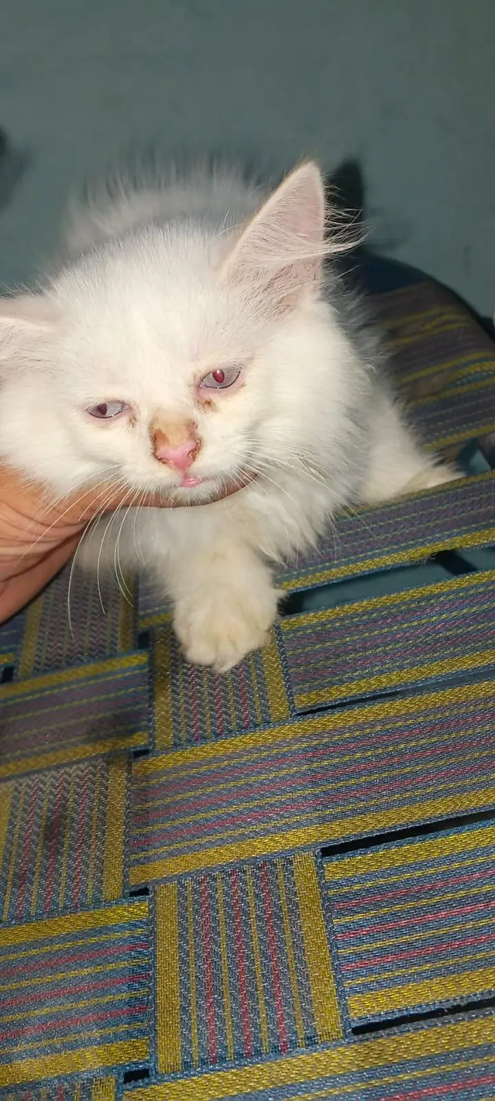 white Persian kittens for sale whatsapp number 03220172500/03187424973 — photo 9