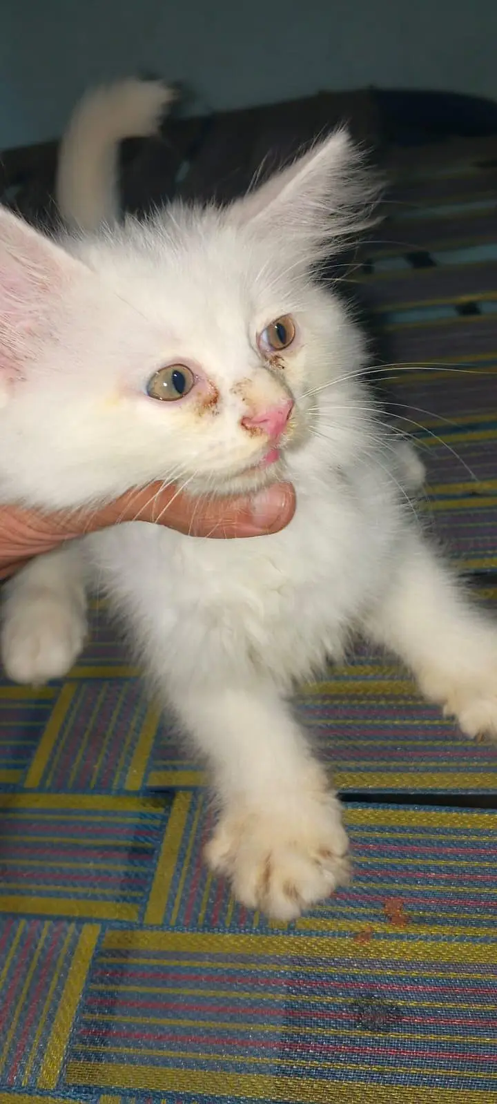 white Persian kittens for sale whatsapp number 03220172500/03187424973 — photo 10