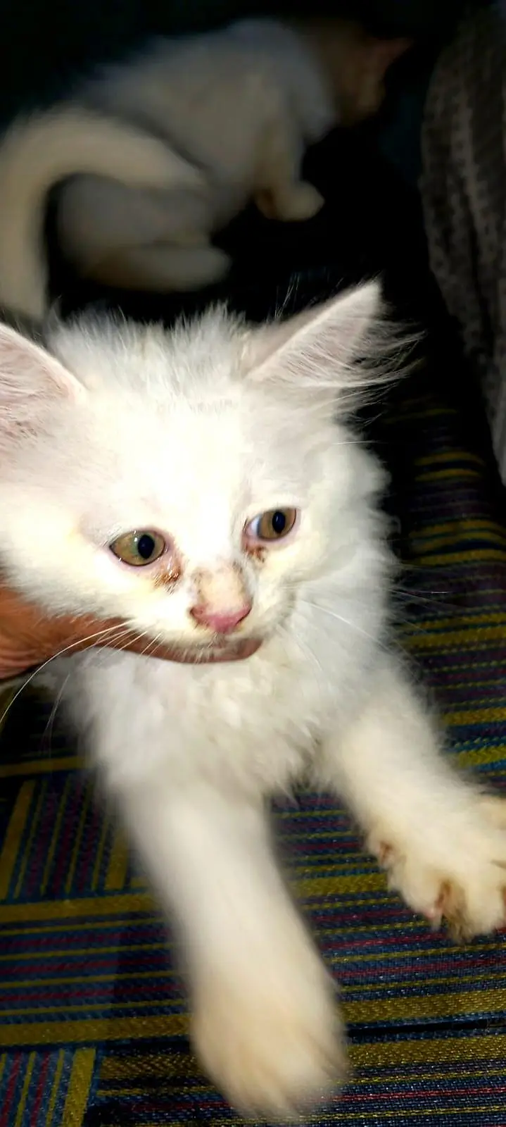 white Persian kittens for sale whatsapp number 03220172500/03187424973 — photo 11