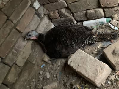 Turkey breeder female