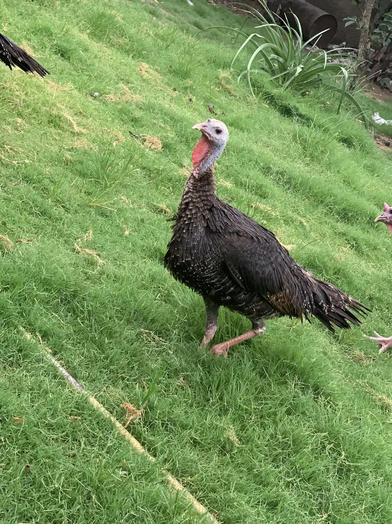 Turkey breeder female — photo 3