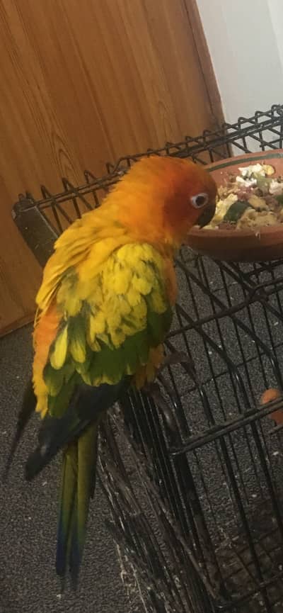 Sunconure Super tamed
