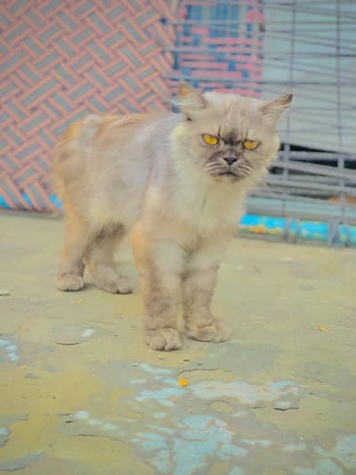 persion  cat