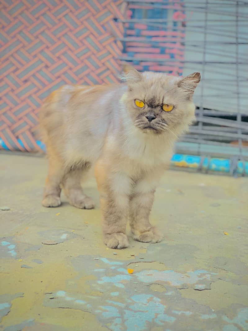 persion  cat 1