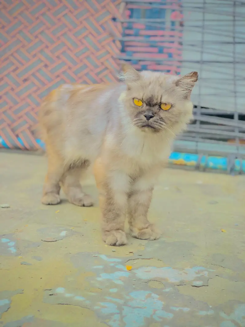 persion  cat — photo 2