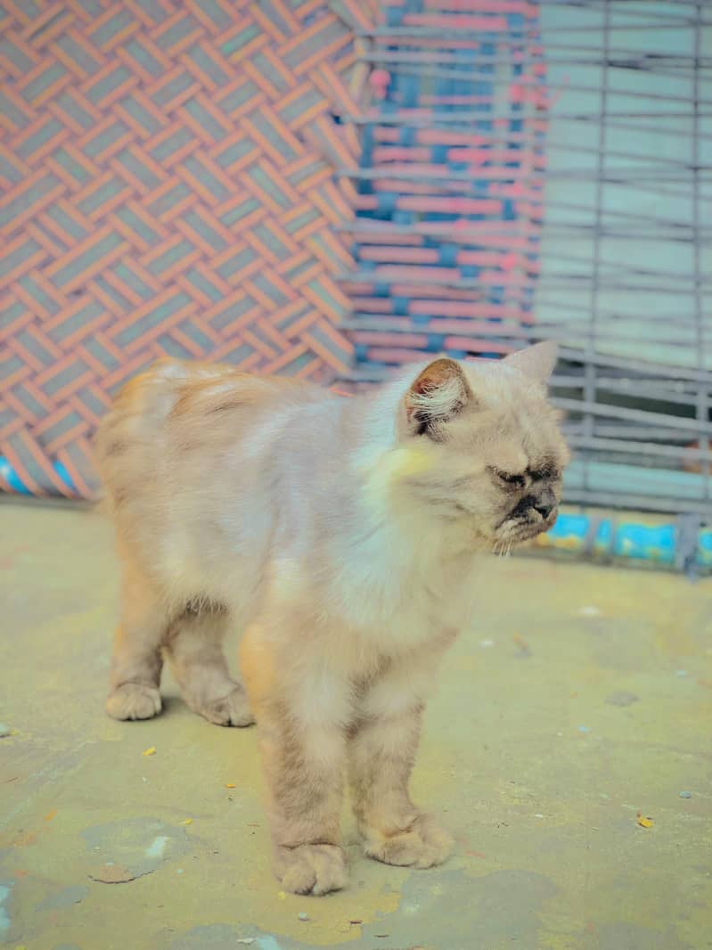 persion  cat 2