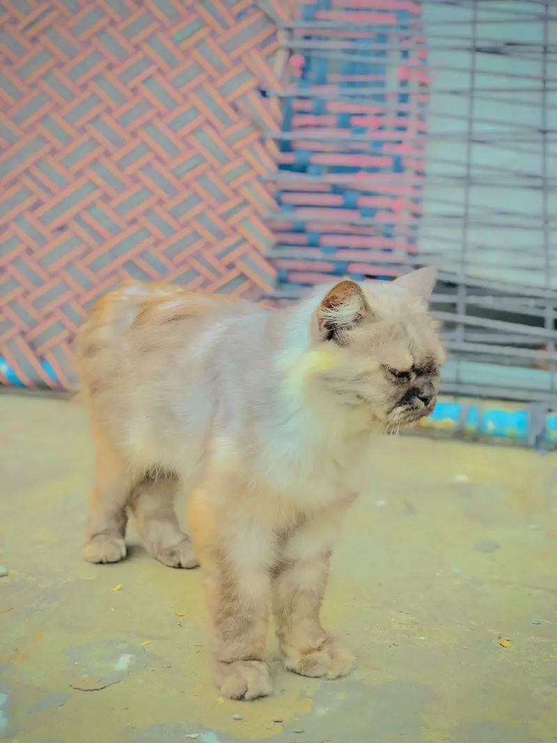 persion  cat — photo 3