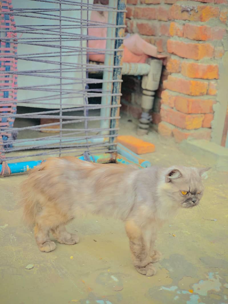 persion  cat 3